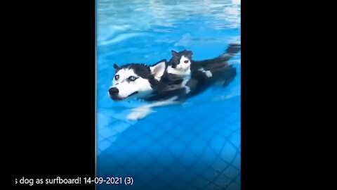 Must watch! Cat uses dog as surfboard! #shorts