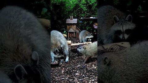 Groundhog offended by Smelly Feet #animals #shorts #funnyanimals