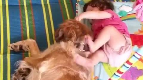 Baby plays with her very patient doggy