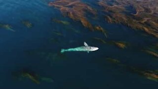 Le ballet majestueux d'une baleine grise à travers les algues