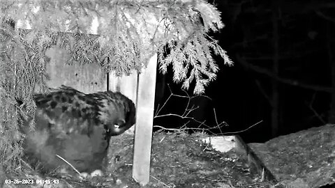 Bubo Lays Second Egg 🥚🥚 03/26/23 04:44