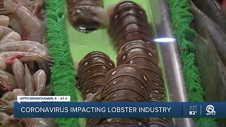 Coronavirus outbreak could lead to lower lobster prices in Florida