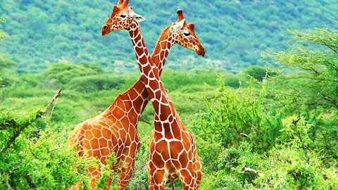 Beautiful Giraffe Video Long Animal in the world Giraffe long tail Giraffe