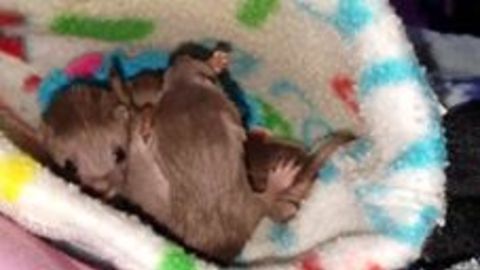 Tiny Rescued Weasel Kittens Enjoy Playtime