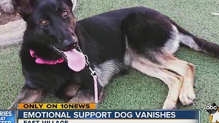 Woman searches for missing emotional support dog