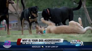 UA researchers: Hormone sparks dog aggression