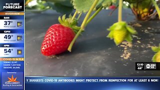 Strawberry farmers prep for freezing temperatures, impact on crop