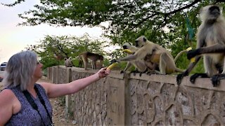 Monkey with her baby receives bananas from a kindly tourist