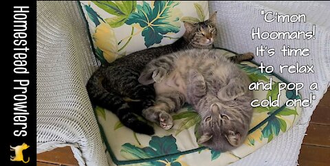 Otis Cat and Floki Cat Demonstrate How To Relax On Labor Day Weekend