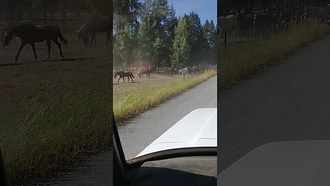 Traffic jams in Montana