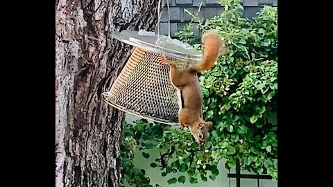 Red Squirrel at sunflower seed buffet bar heaven