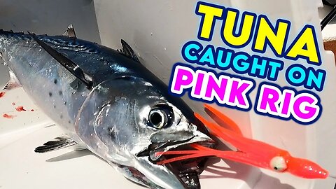 Solo Fishing off Key Largo | Tuna Bowls Catch N Cook