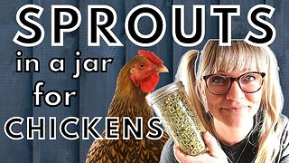 Feeding Chickens with Sprouts | Easy DIY Sprouting for Chickens