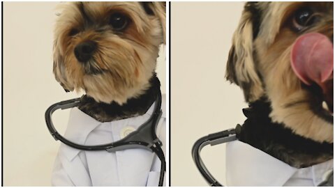 Dog wearing a Doctor's costume and pretending to be a doctor