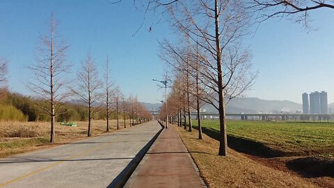 A park road in the canola flower tourist spot.