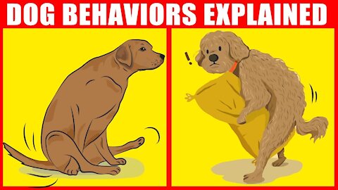 The Meaning Behind Strange Dog Behaviors