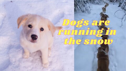 Dogs are running in the snow #44