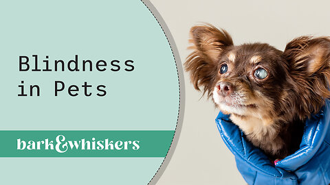 Dr. Becker Discusses Blindness in Pets