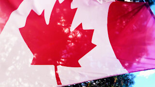Canadian flag trees behind close-up slow-motion