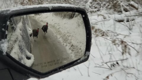 Angry turkeys chase down truck to attack it