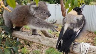 Koala and magpie form amazing friendship