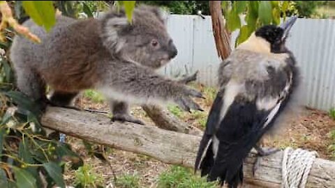 Koala and magpie form amazing friendship