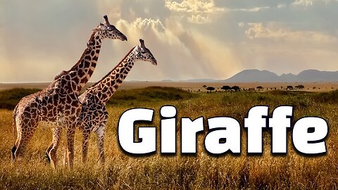 12 Interesting Facts of Giraffe: Knowledge for Kids about Giraffe