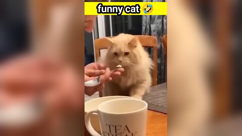 Cat-tastic Laughs: A Hilarious Compilation!