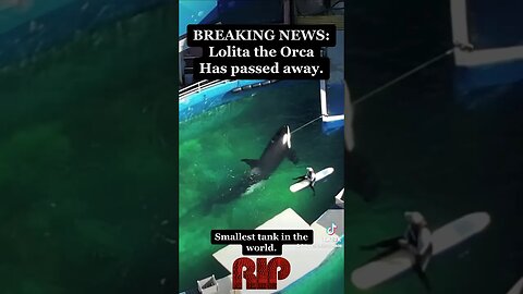 Smallest Tank in the world #RIP Lolita #orca