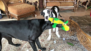 Funny Great Danes Remove Squeaker from Stuffed Toy
