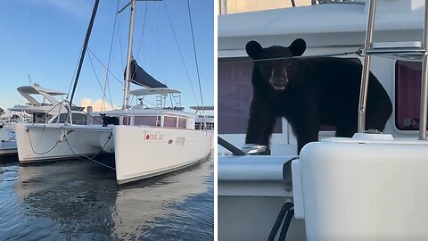 Chill bear casually hangs out on a boat