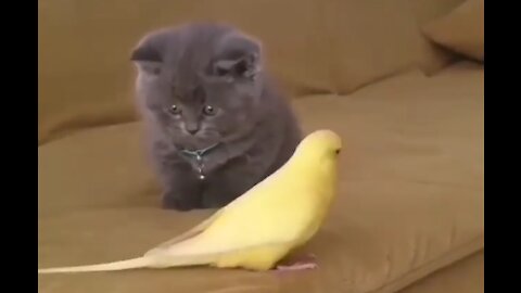 Black Cat and yellow parrot playing toughter