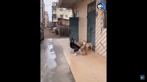 Siberian Husky Uses His Rear End To Attack His Opponents!