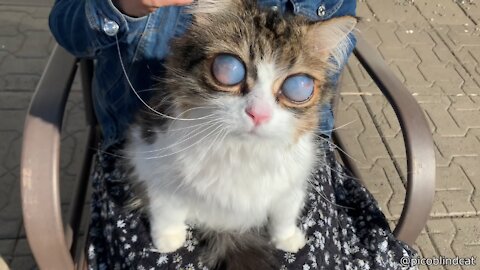 This cat is completely blind but has some unique looking eyes