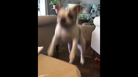 Jumping doggy tries so hard to get owner's attention