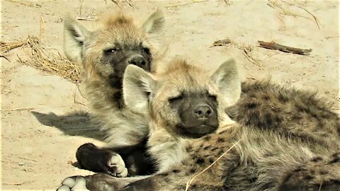 Sleepy hyena cubs struggle to keep their eyes open after long night out