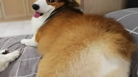 Corgi Kung Fu Butt