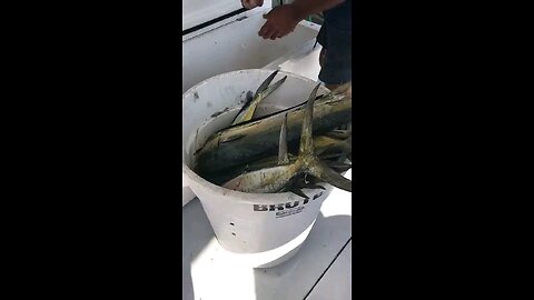 been doing this shit can't wait for Mahi season