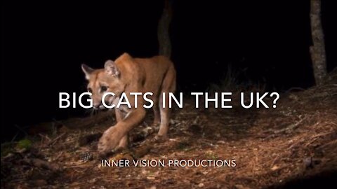 Are There Big Cats Wild in the UK? I Heard Them Calling