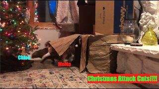 Christmas Cats Attack!