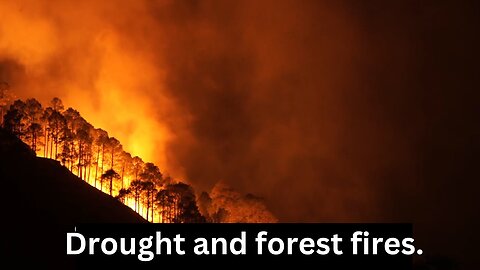 Drought and forest fires: Extreme weather conditions increase the risk of fire.
