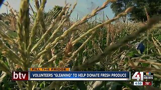 Volunteers "gleaning" to help donate fresh produce