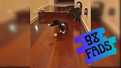 A pet cat tries to catch a ball❤️