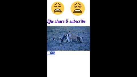 Leopard killed a impala & feed her babies@#shorts #youtubeshorts #shortsfeed