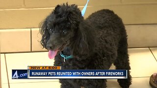 Runaway pets reunited with owners after fireworks
