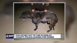 Dog thrown from vehicle in Sanilac County, police looking for suspect