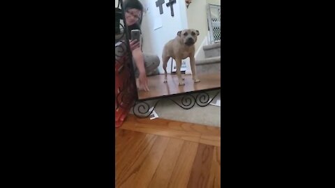 Pit Bull barks at her own reflection in the mirror