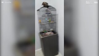 Un chat escalade une cage à oiseaux et se prend un coup de bec à la patte