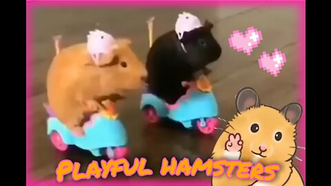 Payful Hamsters