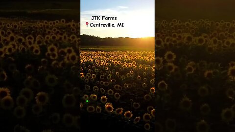 #sunflower fields in Centreville, #michigan -Great Lakes Weather